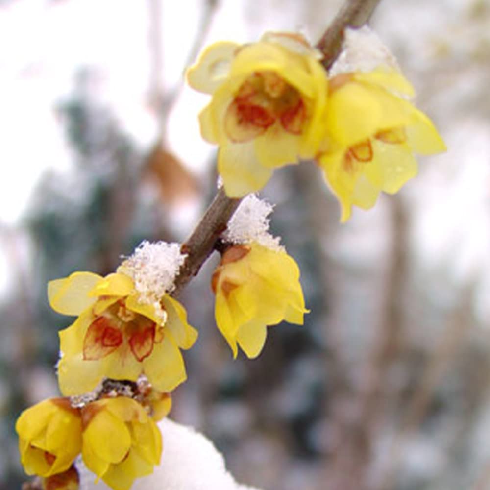 Amazon.co.jp: 満月ロウバイの苗 7号鉢大苗【品種で選べる花木苗/1個